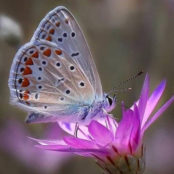 Meet your Posher, Dawn - Picture 1 of 1